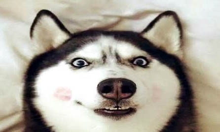 哈士奇犬生病了怎么辦
