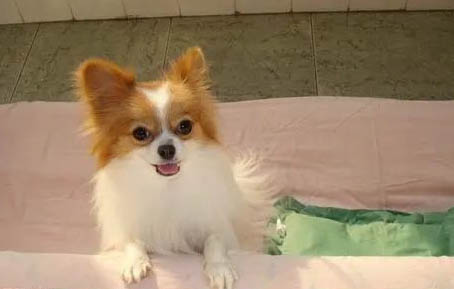 雜交蝴蝶犬壽命一般多少年
