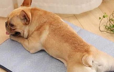 狗狗喝了牛奶拉肚子怎么補救呢