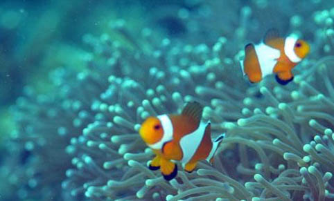 甲魚不吃東西能活多久