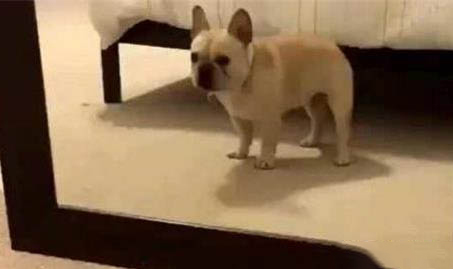 狗狗肛門腺囊腫