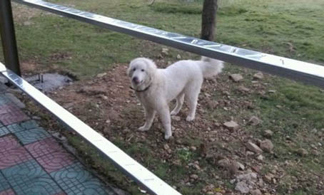 狗狗犬瘟后遺癥點頭還能活多久
