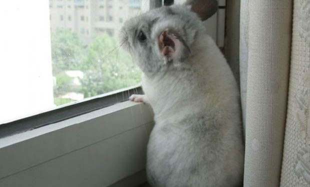 被龍貓咬傷了需要打疫苗嗎