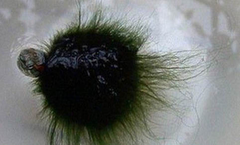 綠毛龜的培育方法