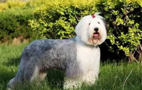 波爾多犬與邊境牧羊犬哪個好