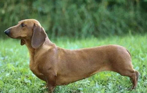 臘腸犬腳趾炎如何治療