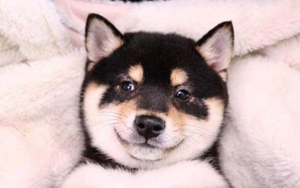 柴犬和哈士奇哪個好養(yǎng)