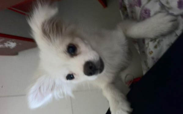 狗可以吃頭孢嗎有什么功效