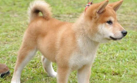 秋田犬多久成年