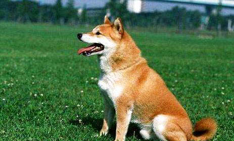 訓(xùn)練家狗的方法有哪些