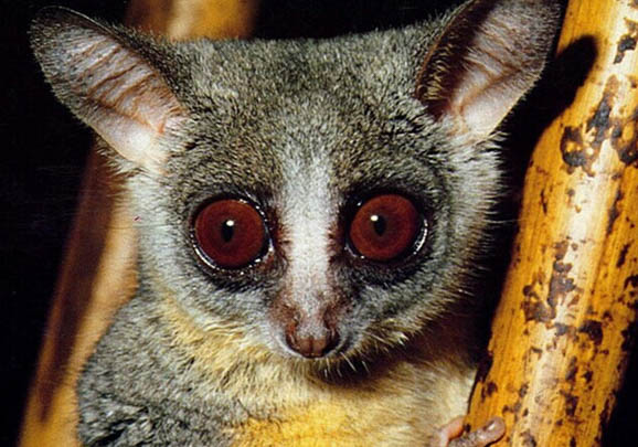 嬰猴中國可以養嗎