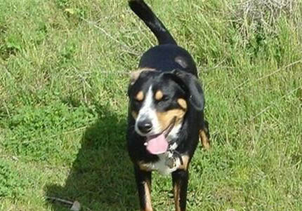 大瑞士山地犬該怎么喂養