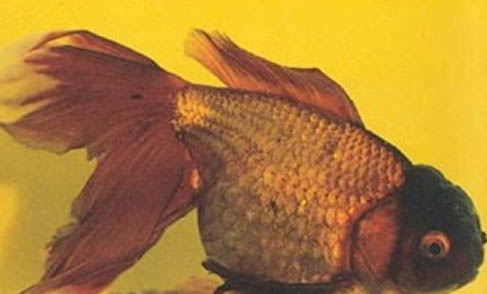 草金魚不打氧能挺多久