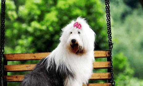 哪里有賣邊境牧羊犬 怎么買牧羊犬