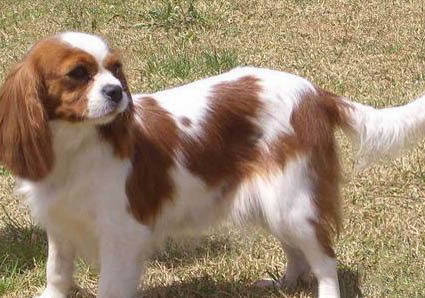 西班牙小獵犬太瘦原因