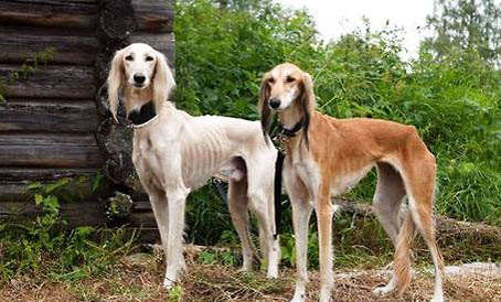 薩路基獵犬突然不愛吃東西的原因是什么