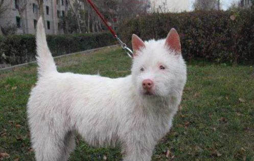 下司獵犬幾歲打獵厲害