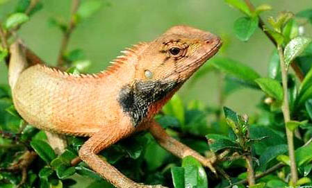 變色樹蜥吃什么食物