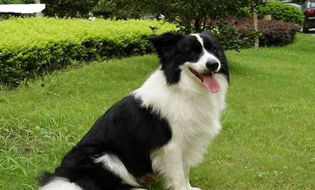 邊境牧羊犬適合家養嗎