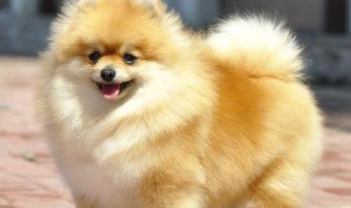 博美犬和比熊犬的區別