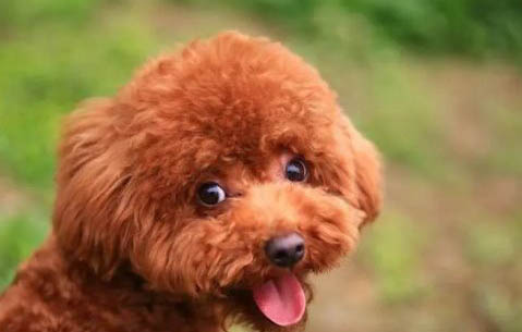 黑色貴賓犬的特點(diǎn)