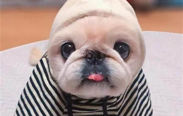 狗咔咔咳嗽吐白色粘液？