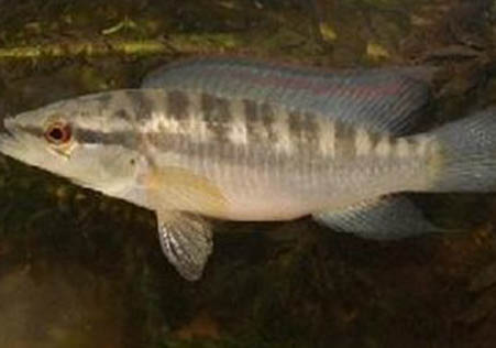 茅尖魚疾病的原因