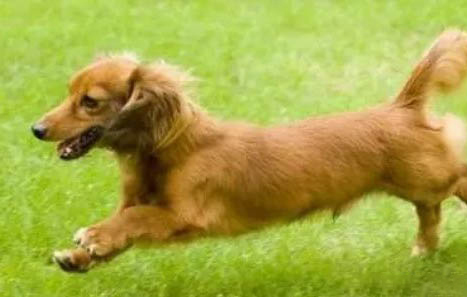 臘腸犬關(guān)節(jié)炎癥狀怎么辦