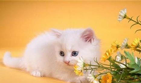 波斯貓為什么會流眼淚?如何處理和注意事項