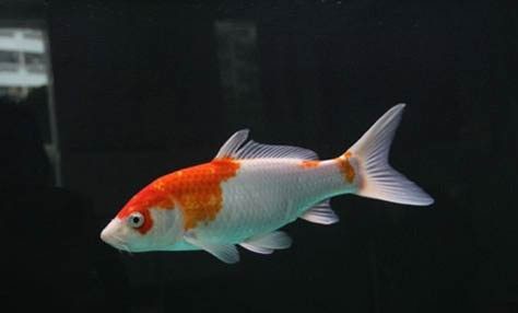 白龍鳳錦鯉魚能長多大