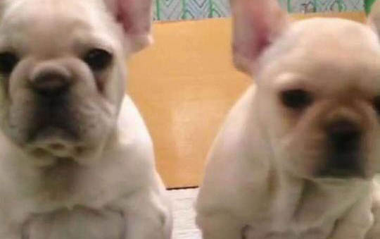 斗牛犬怎么訓(xùn)練