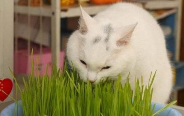 貓咪可以吃菠菜葉嗎
