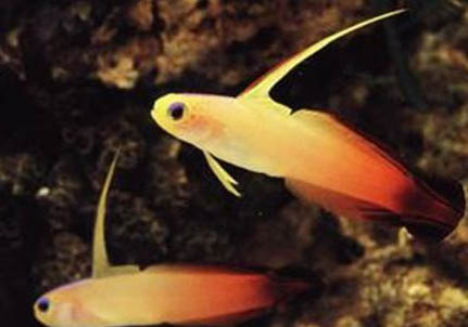 野釣有魚不開口什么原因