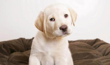 喂養幼犬需要注意什么問題
