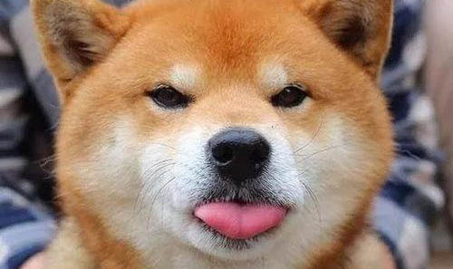 秋田犬和柴犬哪個好