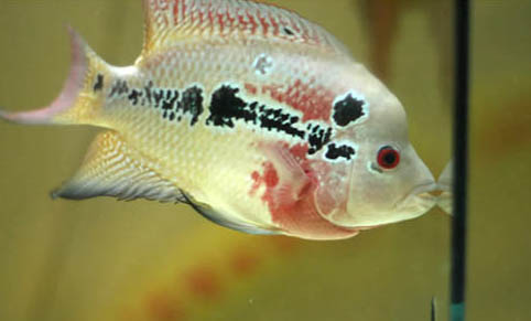 熱帶魚(yú)糧什么牌子好