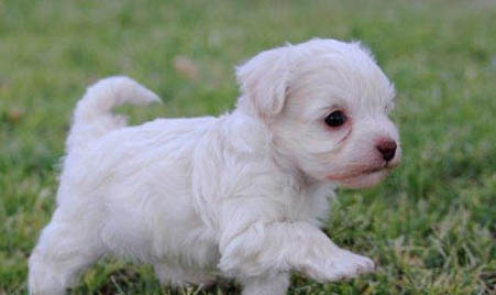 成年犬多久驅(qū)蟲(chóng)一次