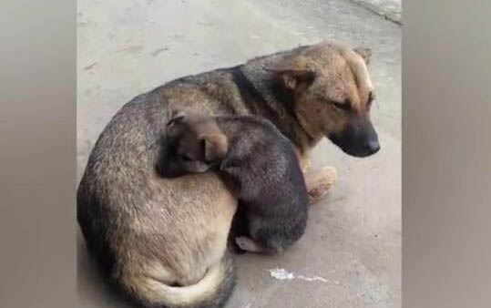 狗狗細小會流鼻涕嗎