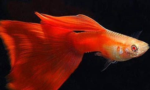孔雀魚近親繁殖后果是什么