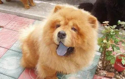熊獅犬和松獅犬一樣嗎