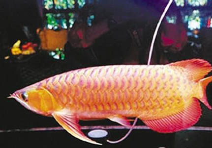紅龍魚壽命是多久