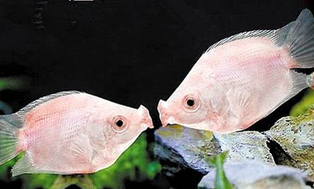 冷水魚有哪些品種