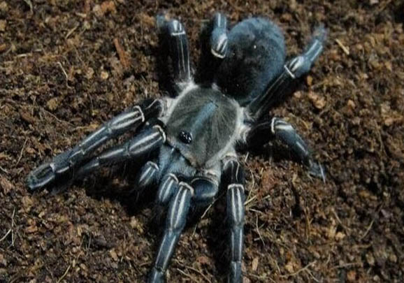 斑馬狗頭魚能活多久