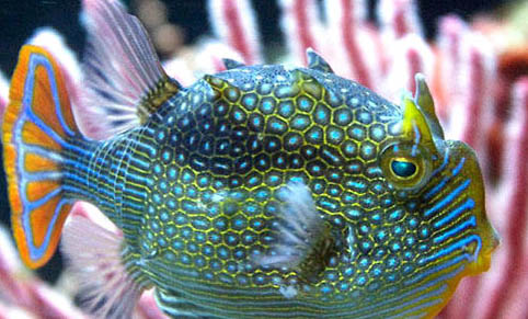 熱帶魚白斑病怎么治療