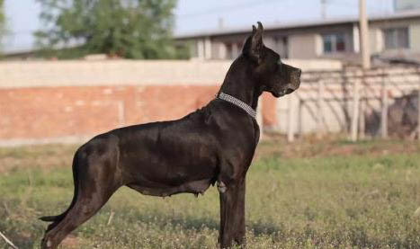 大丹犬訓練項目