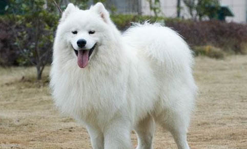 薩摩耶幼犬有淚痕