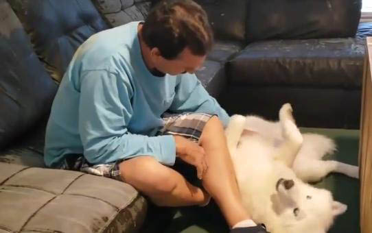 小狗發燒怎么辦在家