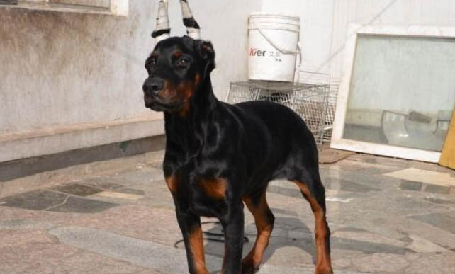 如果狗狗得了狂犬病會有哪些癥狀