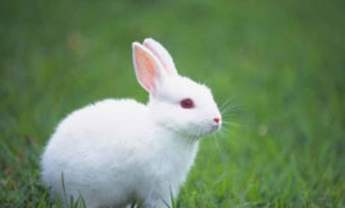 常見的短毛貓品種有哪些