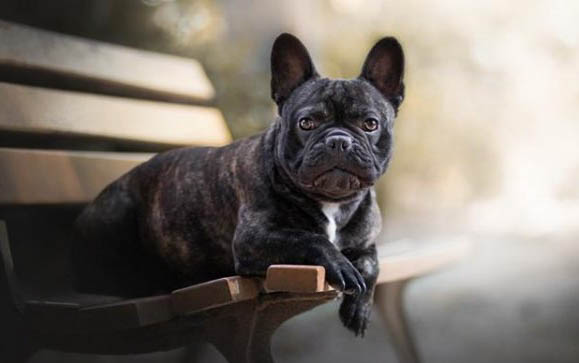 狗狗犬瘟熱的后遺癥有哪些